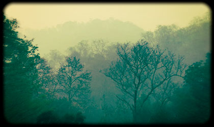 Woods Resort Views