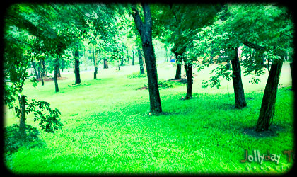 Woods Resort Garden
